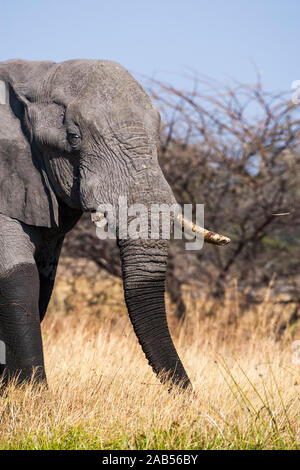 Elefant (Elephantidae) Okawango-Delta, Botswana Stock Photo
