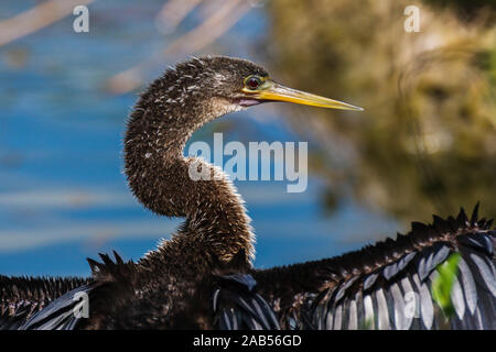 Amerikanischer Schlangenhalsvogel (Anhinga anhinga) Stock Photo