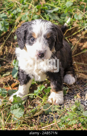 Close Up of a Cute, Little Mini Bernedoodle Puppy Dog Looking At the Camera Stock Photo