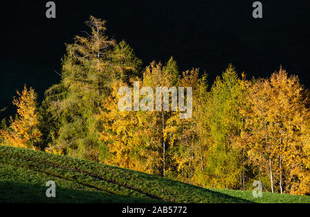 Light and shadows. Autumn morning mountain village environs grassy hills, small pine-aspen grove in first sun light, deep shadows on slopes. Seasonal Stock Photo