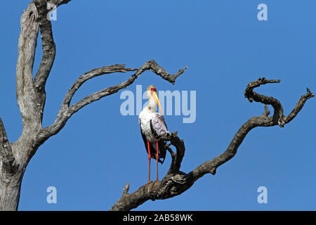 Nimmersatt (Mycteria ibis) Stock Photo
