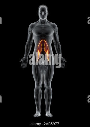 3d rendered muscle illustration of the psoas major Stock Photo