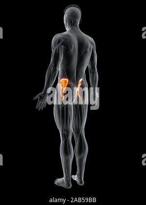 3d rendered muscle illustration of the iliacus Stock Photo