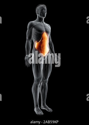 3d rendered muscle illustration of the transversus abdominis Stock Photo