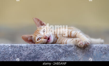 Smiling baby cat kitten, red tabby with wonderful eyes looking impishly, lying on a wall and miaows with opened mouth, portrait, Greece Stock Photo