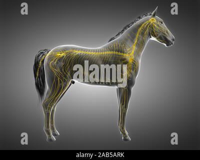 3d rendered anatomy of the equine anatomy - the nervous system Stock Photo