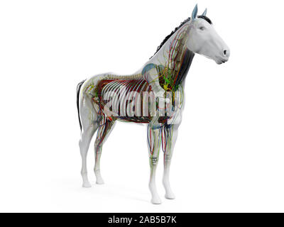 3d rendered anatomy of the equine anatomy Stock Photo