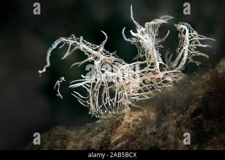 Nudibranch Melibe colemani. Underwater macro photography from Romblon ...