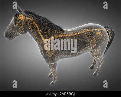 3d rendered anatomy of the equine anatomy - the nervous system Stock Photo