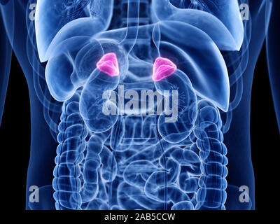 3d rendered medically accurate illustration of the adrenal gland Stock Photo