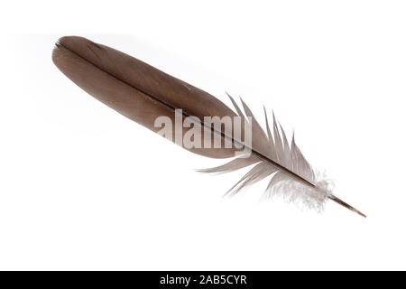 Feather isolated on white background Stock Photo