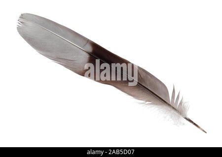 Feather isolated on white background Stock Photo