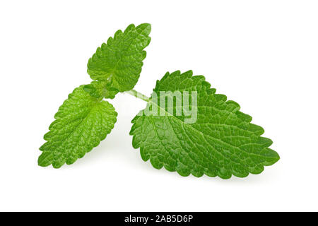 Fresh lemon balm leaves, melissa isolated on white background Stock Photo