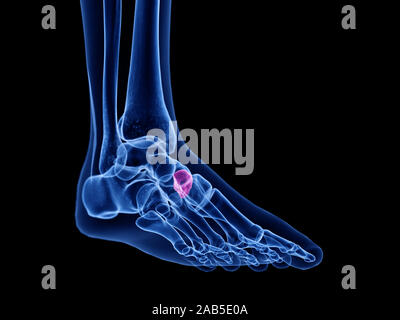 3d rendered medically accurate illustration of the intermediate cuneiform bone Stock Photo