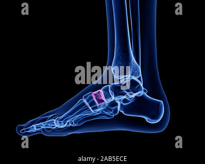 3d rendered medically accurate illustration of the intermediate cuneiform Stock Photo