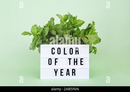 Bunch of mint on the minty green background with Color of the Year wording on the lightbox. Monochrome image in trendy green shade Stock Photo