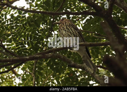 Australian Figbird (Sphecotheres vieilloti salvadorii) adult female perched in fruiting tree  Port Moresby, Papua New Guinea               July Stock Photo