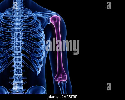 3d rendered medically accurate illustration of the humerus bone Stock Photo