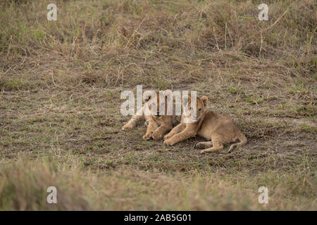 Two young lion cubs (Panthera leo) lying on grass in a gully in the Masai Mara in Kenya Stock Photo