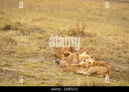 Five young lion cubs (Panthera leo) feeding on mother's milk in the Masai Mara in Kenya Stock Photo