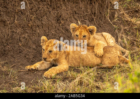 Two young lion cubs (Panthera leo) lying on grass in a gully in the Masai Mara in Kenya Stock Photo