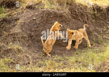 Two young lion cubs (Panthera leo) prancing and pouncing and playing in a gully in the Masai Mara in Kenya Stock Photo