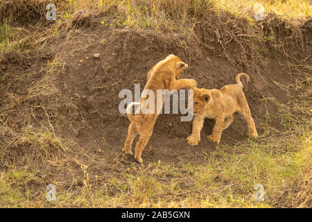 Two young lion cubs (Panthera leo) prancing and pouncing and playing in a gully in the Masai Mara in Kenya Stock Photo