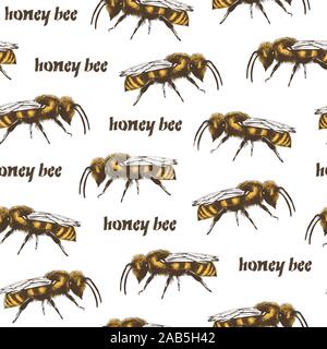 Honey bee color vector seamless pattern in engraving style on white background Stock Vector