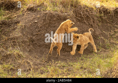 Two young lion cubs (Panthera leo) prancing and pouncing and playing in a gully in the Masai Mara in Kenya Stock Photo