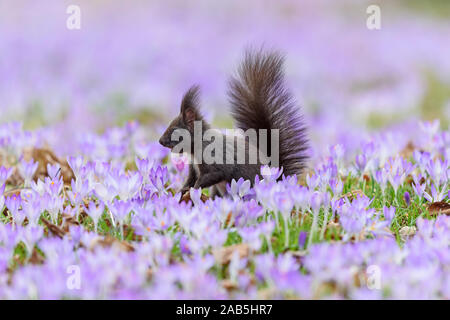 Dunkelbraunes Eichhörnchen sitzt zwischen Frühlings-Krokus, Sciurus vulgaris, Stock Photo