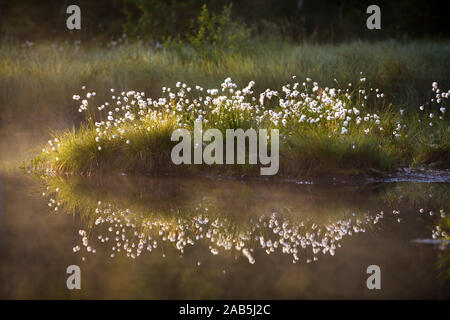 Wollgras im Gegenlicht mit Spiegelung in einem Moorsee, Eriophorum spec. Stock Photo