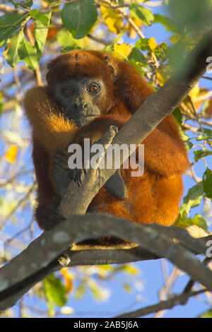 Red Howler Monkey - Roter Bruellaffe Stock Photo