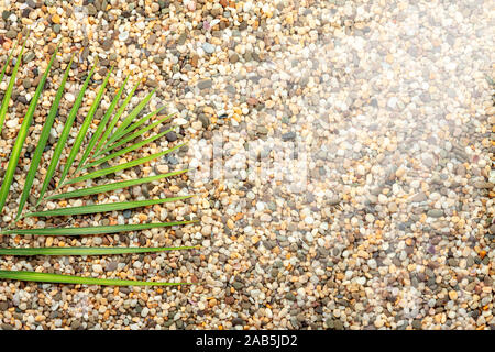 A sprig of fern lies on coarse, sea sand. Stock Photo