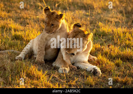 Lioness and Cub (Panthera leo) playing, and cuddling in the Masai Mara in Kenya Stock Photo