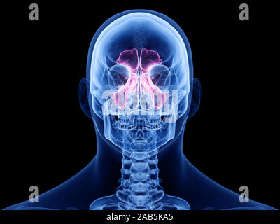 3d rendered medically accurate illustration of the sinuses Stock Photo