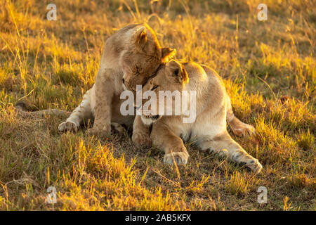 Lioness and Cub (Panthera leo) playing, and cuddling in the Masai Mara in Kenya Stock Photo