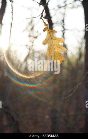 Autumn leaf on a branch in a sunny forest. Solar spectrum Stock Photo