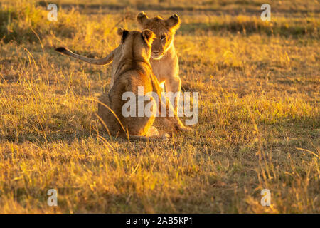 Lion Cubs (Panthera leo) playing, prancing, tussling and running in the Masai Mara in Kenya Stock Photo