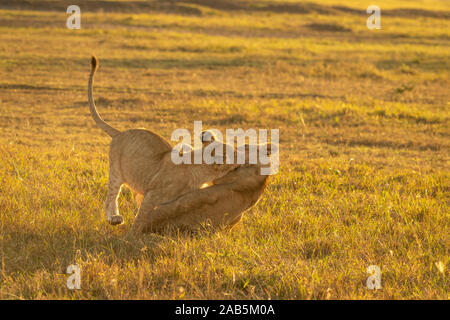 Lion Cubs (Panthera leo) playing, prancing, tussling and running in the Masai Mara in Kenya Stock Photo