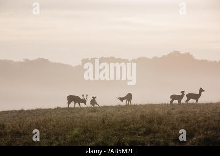 Deers and Stags during autumn in Richmond Park