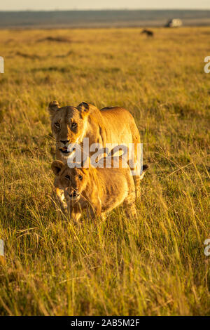 Lion Cubs (Panthera leo) playing, prancing, tussling and running in the Masai Mara in Kenya Stock Photo