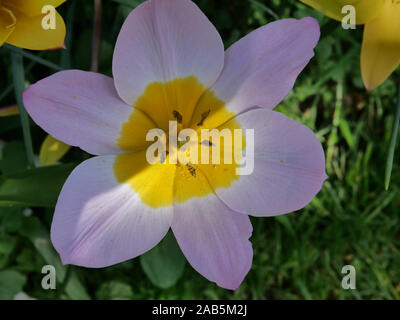 Close up of the species tulip Tulipa saxatilis seen flowering in the spring in the garden, Stock Photo