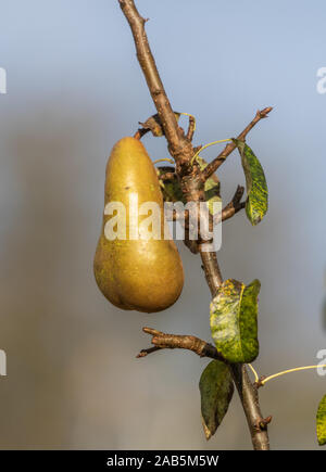 A single conference pear on a pear tree.