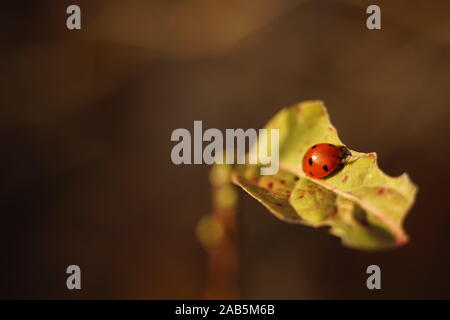 Ladybug sitting on a torn leaf, close-up. Stock Photo