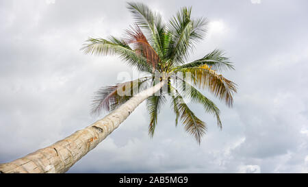 Beautiful Pacific landscape scene with palm trees on the coast and grey clouds in the background. Cloudy day at the beach. Stock Photo