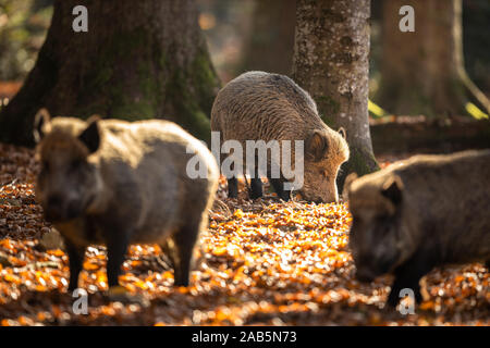 Wild Boar Or Sus Scrofa, Also Known As The Wild Swine, Eurasian Wild Pig Stock Photo