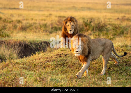 Two Male maned African adult pride lions (Panthera leo) walking in grass in early morning sunlight  in Maasai Mara in Kenya Stock Photo