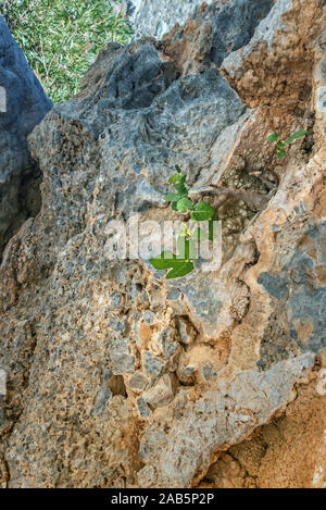 Vertical image of small fig tree with green leaves in dry rocky environment. Plant is growing on yellow and blue gray rock in mountains of Crete islan Stock Photo