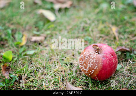 Selective focus on rotten red apple on the grass in sunny autumn day. Close-up image of rotten apple. Decaying apple front view. Blurred background. Stock Photo