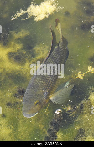 Wild carp swim in a marsh Stock Photo